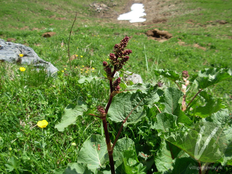 Alpen-Ampfer: Übersicht